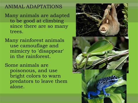 rain forest animal adaptations amazing animal adaptations Epub